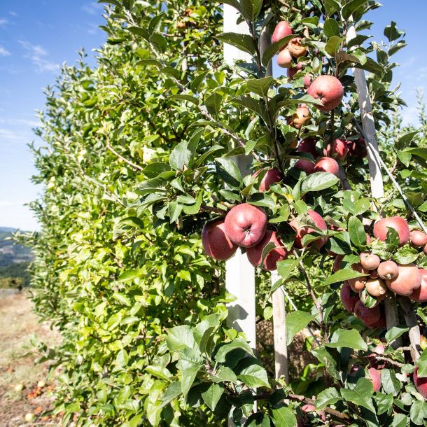 Apple Orchard at Il Forteto