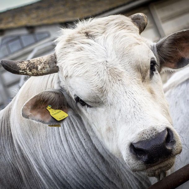 Il Forteto’s Chianina Cows
