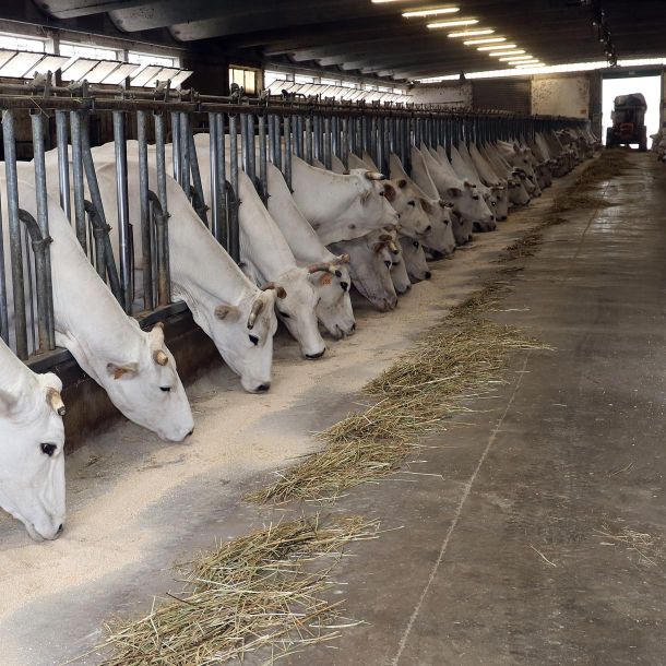 The breeding of chianina cows