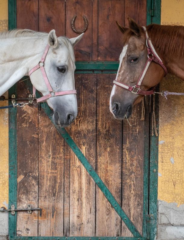 Prodotti per il cavallo Firenze Toscana Vendita online prodotti di