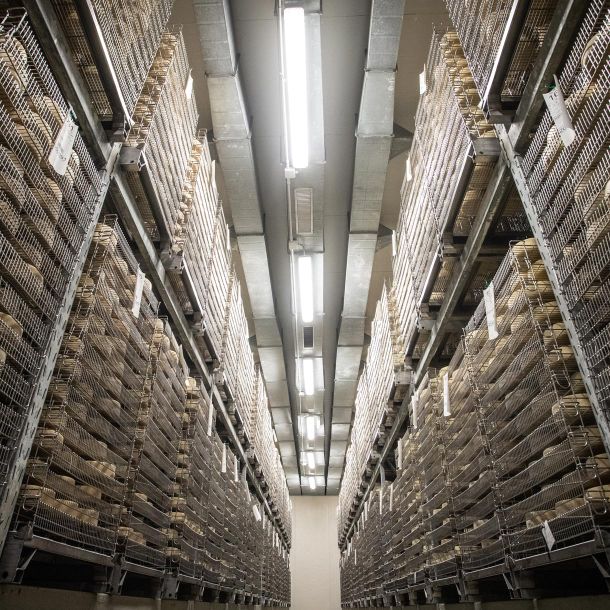 The maturing rooms of the dairy